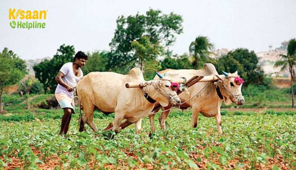 बजट 2021: किसानों को पीएम-किसान योजना के तहत 6,000 रुपये के बदले 10,000 रुपये मिल सकते हैं